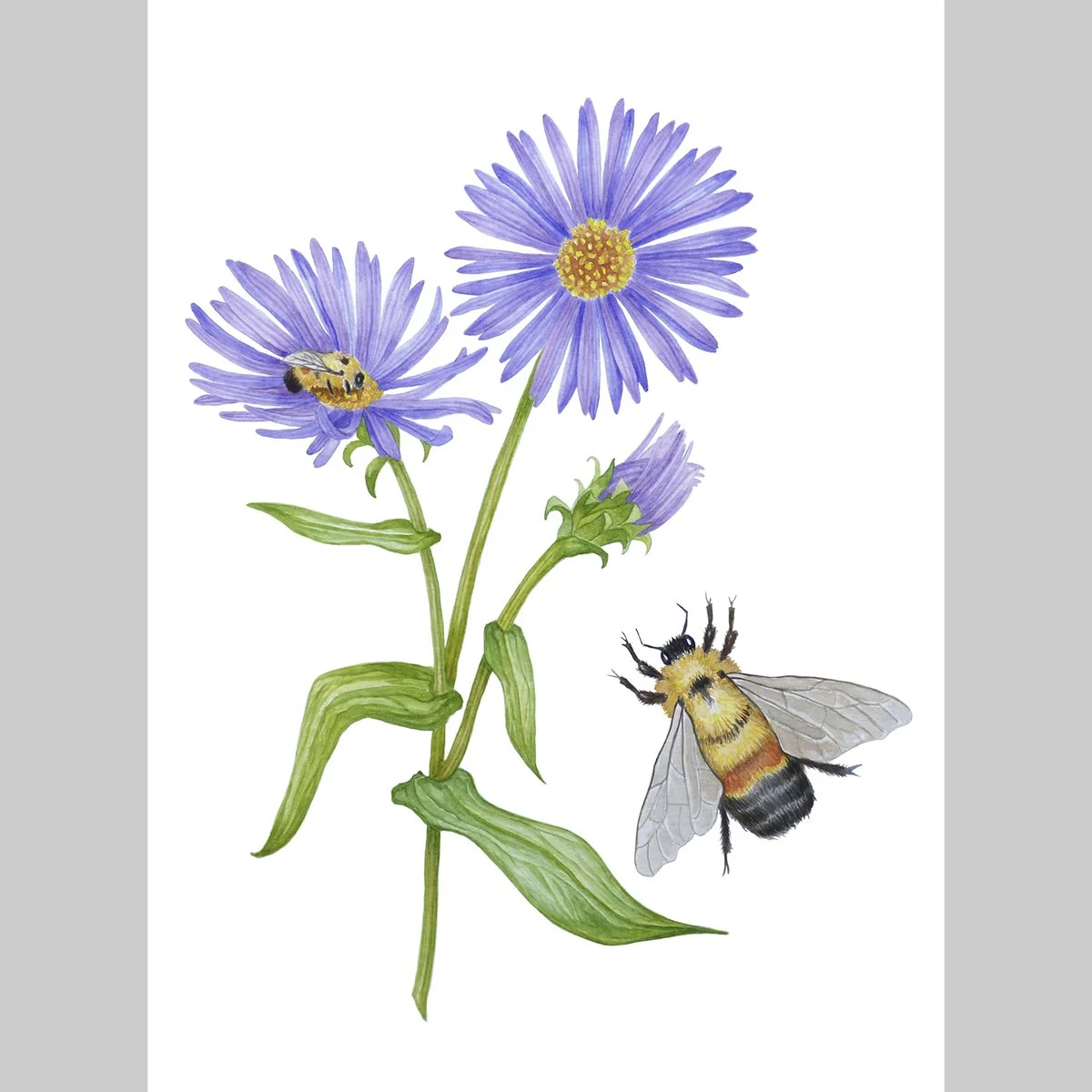 Limited Edition Rusty Patched Bumblebee with New England Aster, 11x14