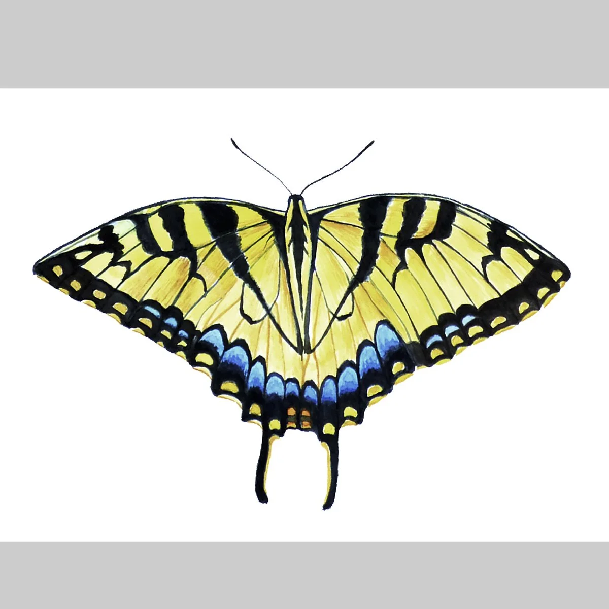 Printed Reproduction, Printed Reproduction, Eastern Tiger Swallowtail (Papilio glaucus), 8"x 10"