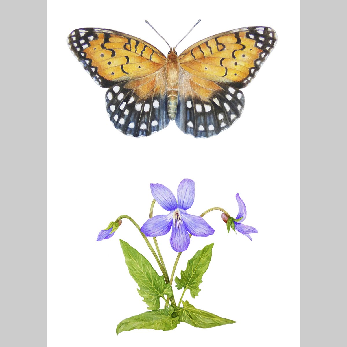 Limited Edition Regal Fritillary with Arrow-leaved Violet, 11x14