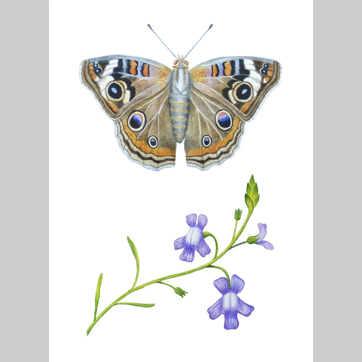 Limited Edition Common Buckeye Butterfly (Junonia coenia) with Blue Toadflax (Nuttallanthus canadensis), 11x14