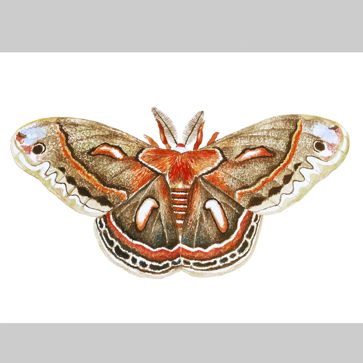 cecropia1.jpg