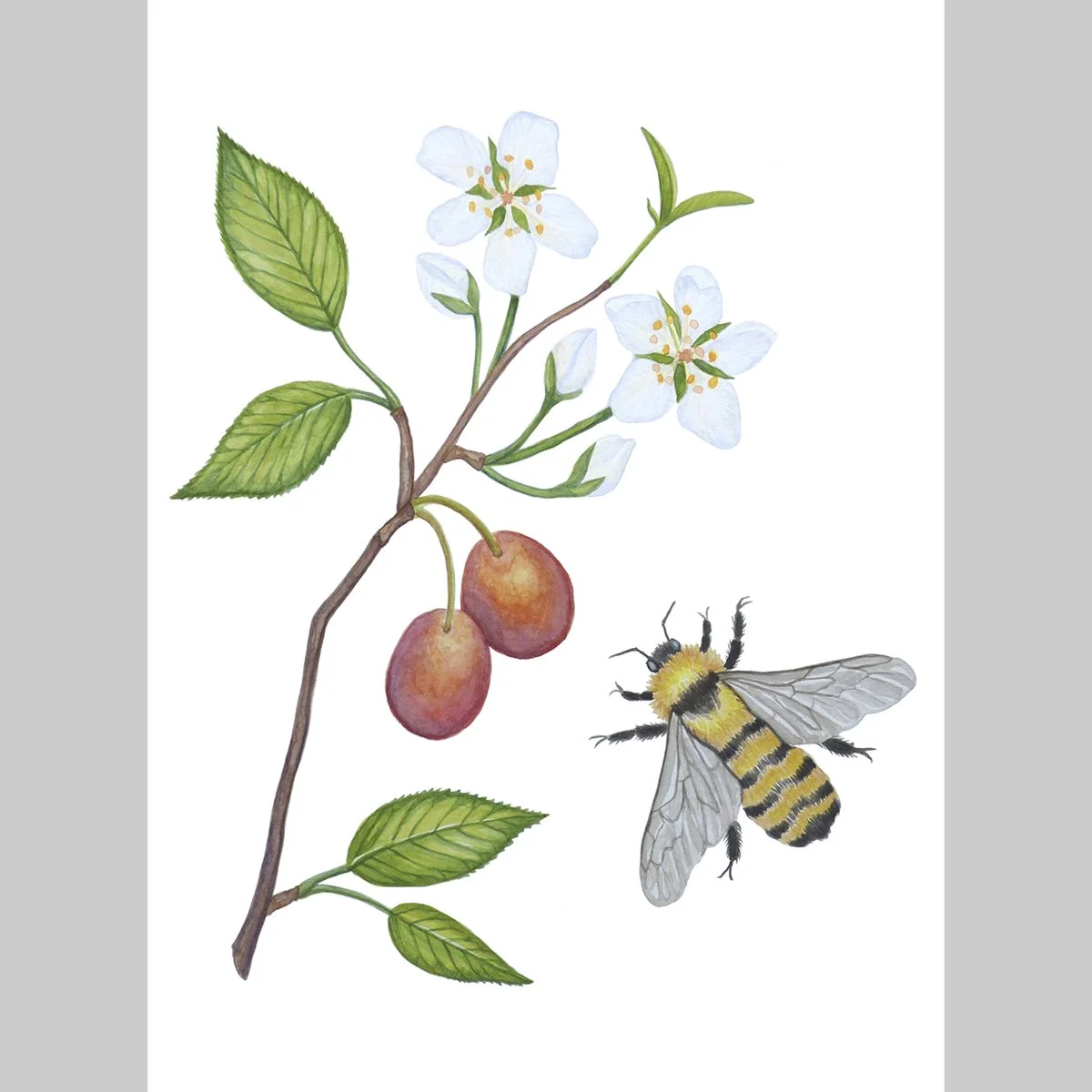 Limited Edition Golden Northern Bumblebee with American Plum, 11x14