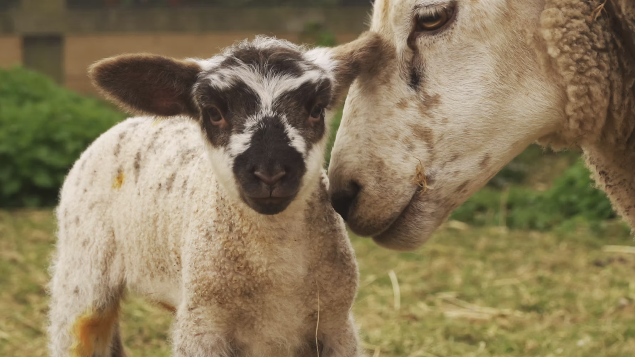 Sheep Actually & Talk by Director Paul Wyatt