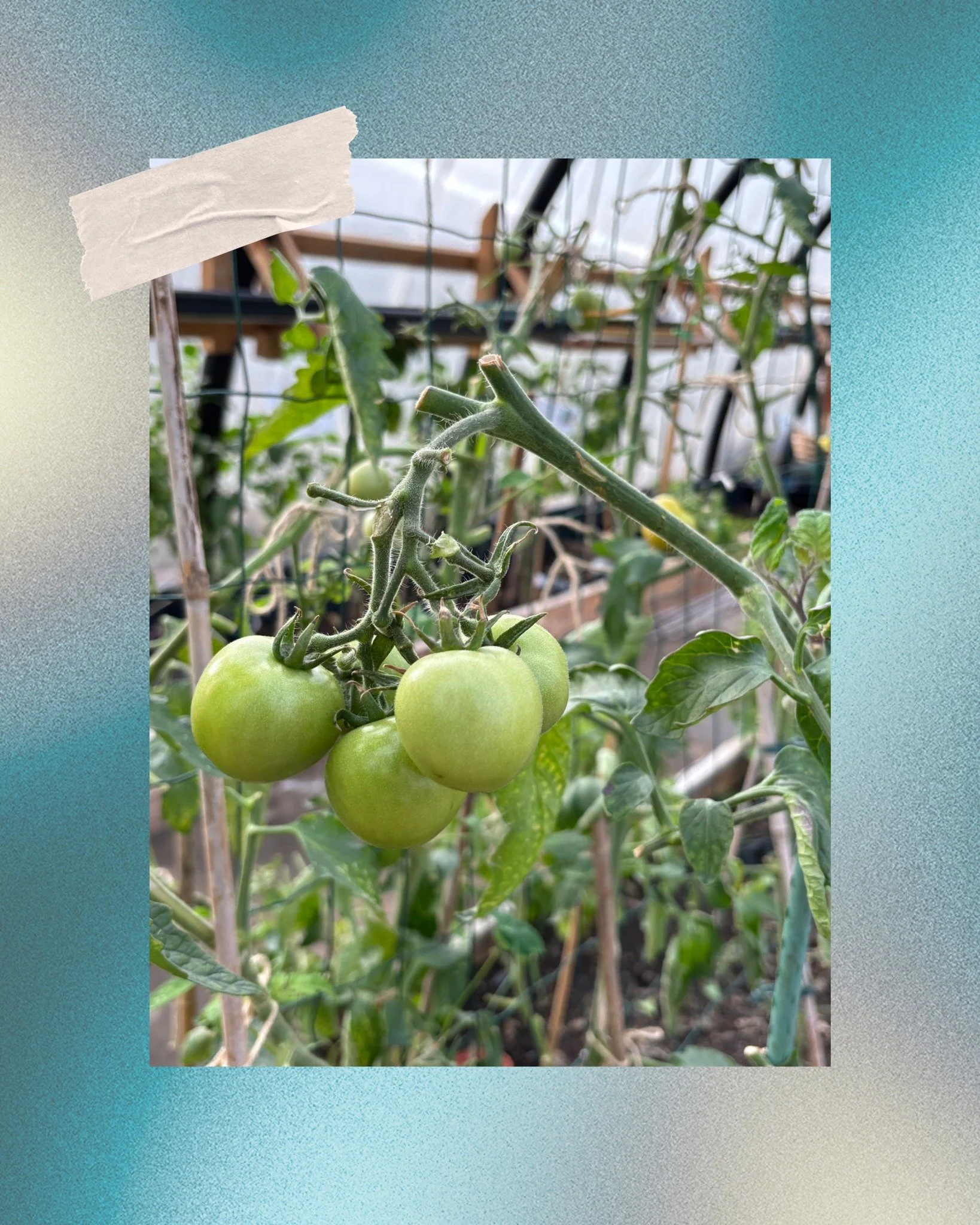 No experts needed. Just a view, a spade, and a kettle that somehow runs on sunshine.
We visited a harbour growing space this week, totally off-grid, totally welcoming. First-timers learn from first-timers. The harvest? Salad, stories, and the feeling