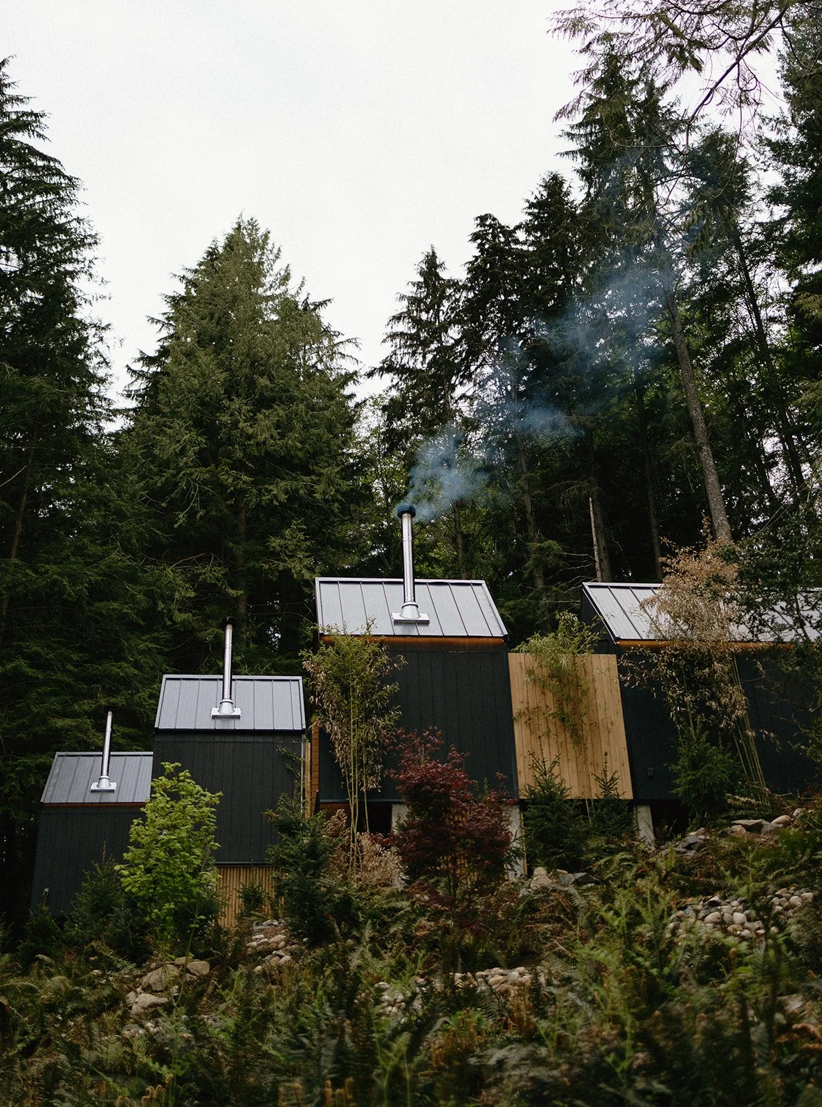 The Fog &amp; The Fir