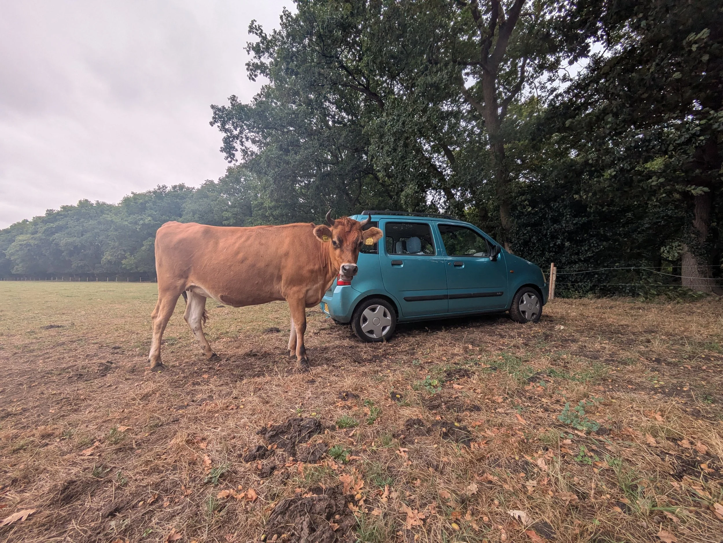 first location: meadow with cows