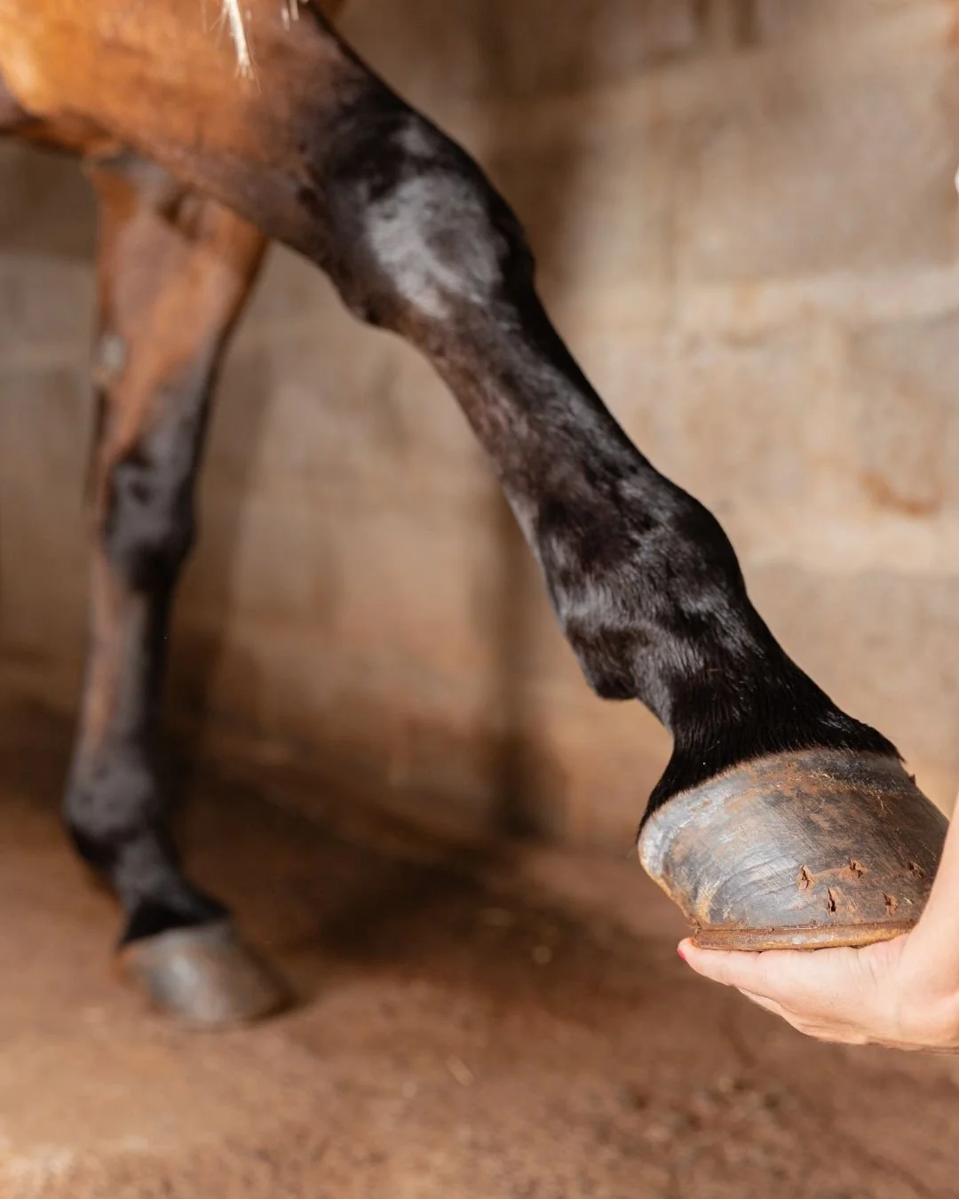 Van paardenpassie naar professioneel merk: hoe begin je eraan?