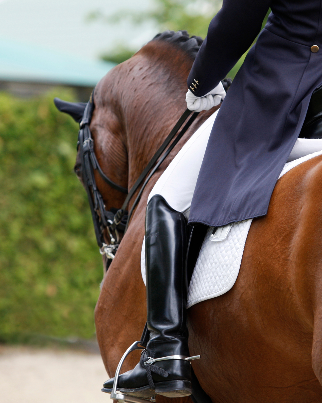 Hippisch ondernemen: van passie naar professioneel bedrijf