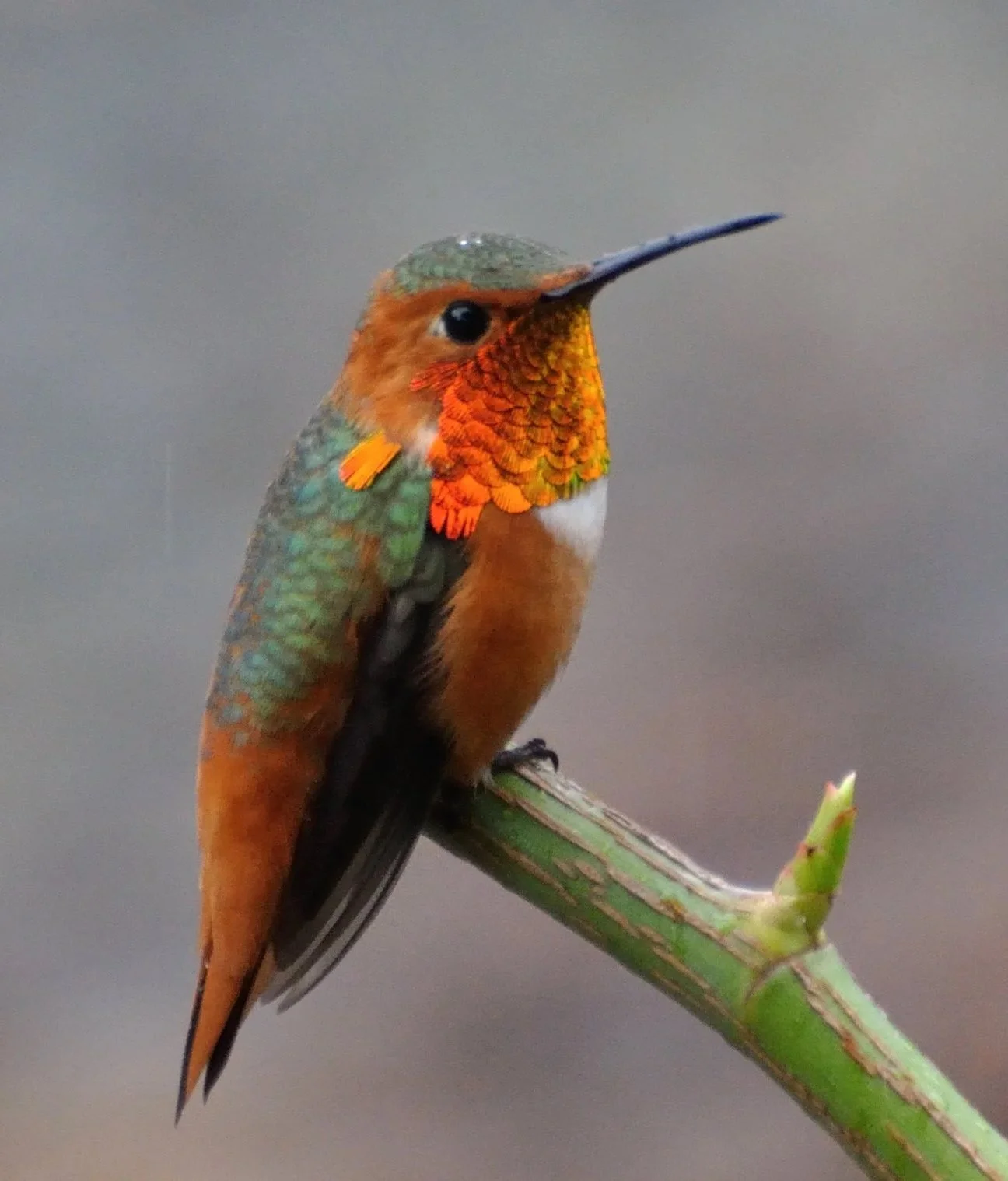 Creature : Hummingbirds — Carolina Waterfowl Rescue
