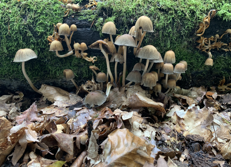 Screenshot 2026-01-29 at 10.53.08.png