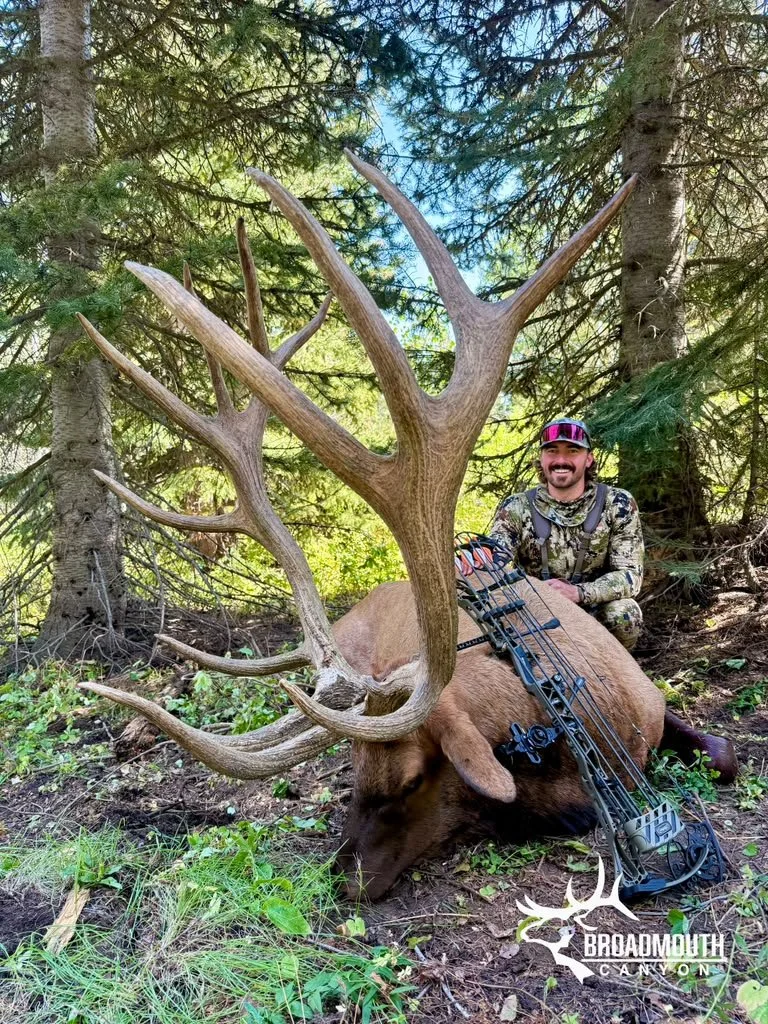 Archery Hunting Trophy elk 