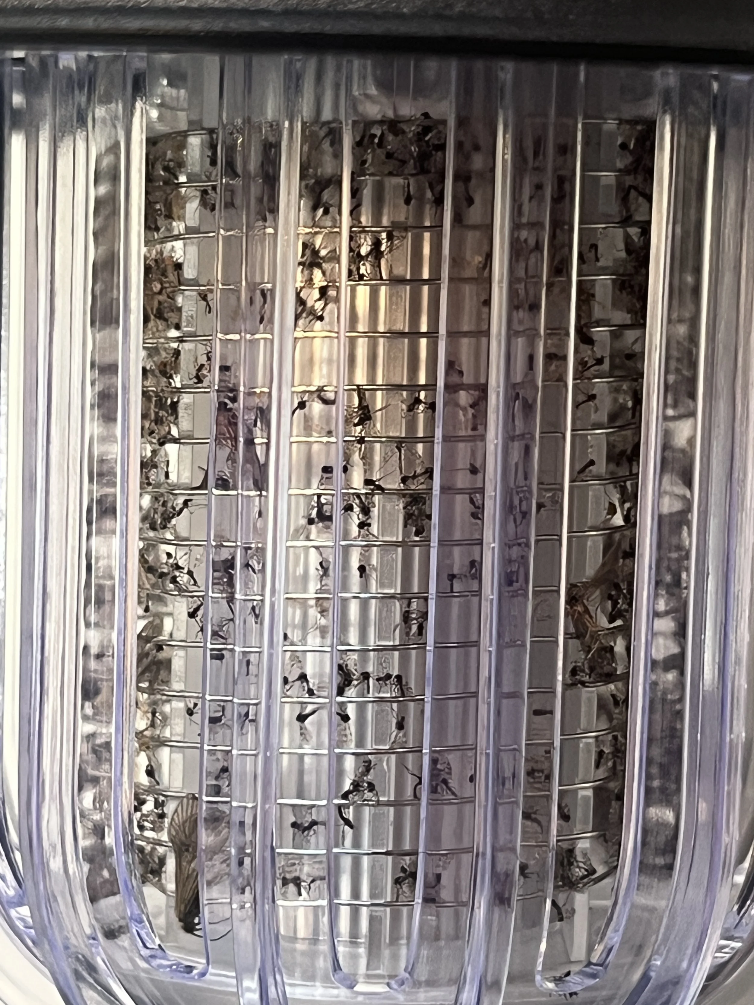 Insect lantern Death toll.JPG