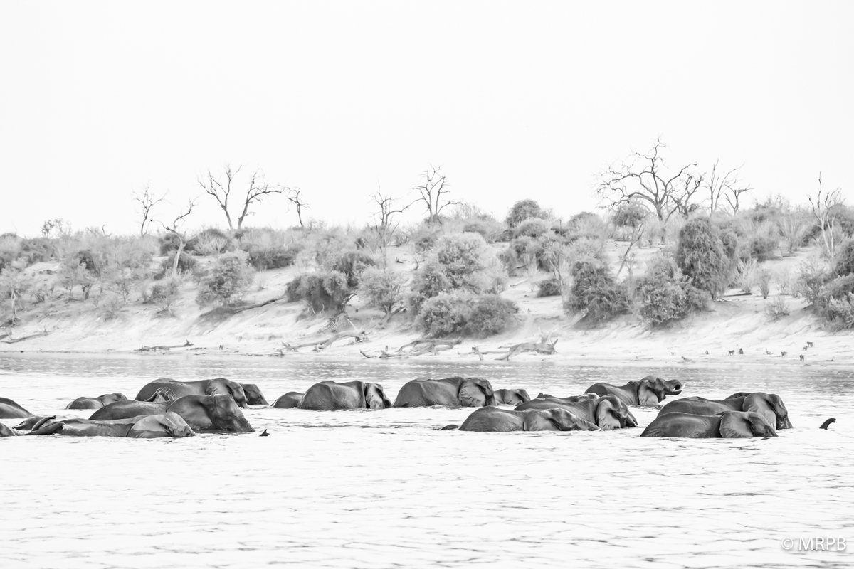 Botswana_I8A7179