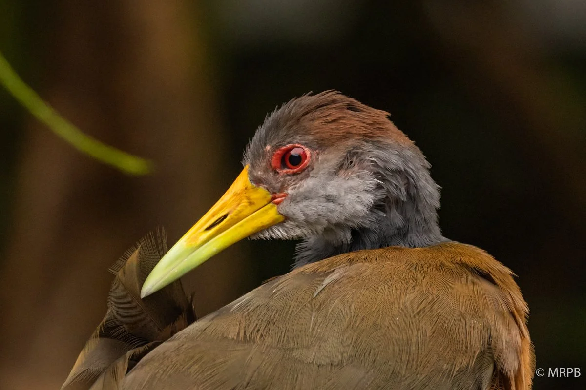 Costa Rica_224A3124
