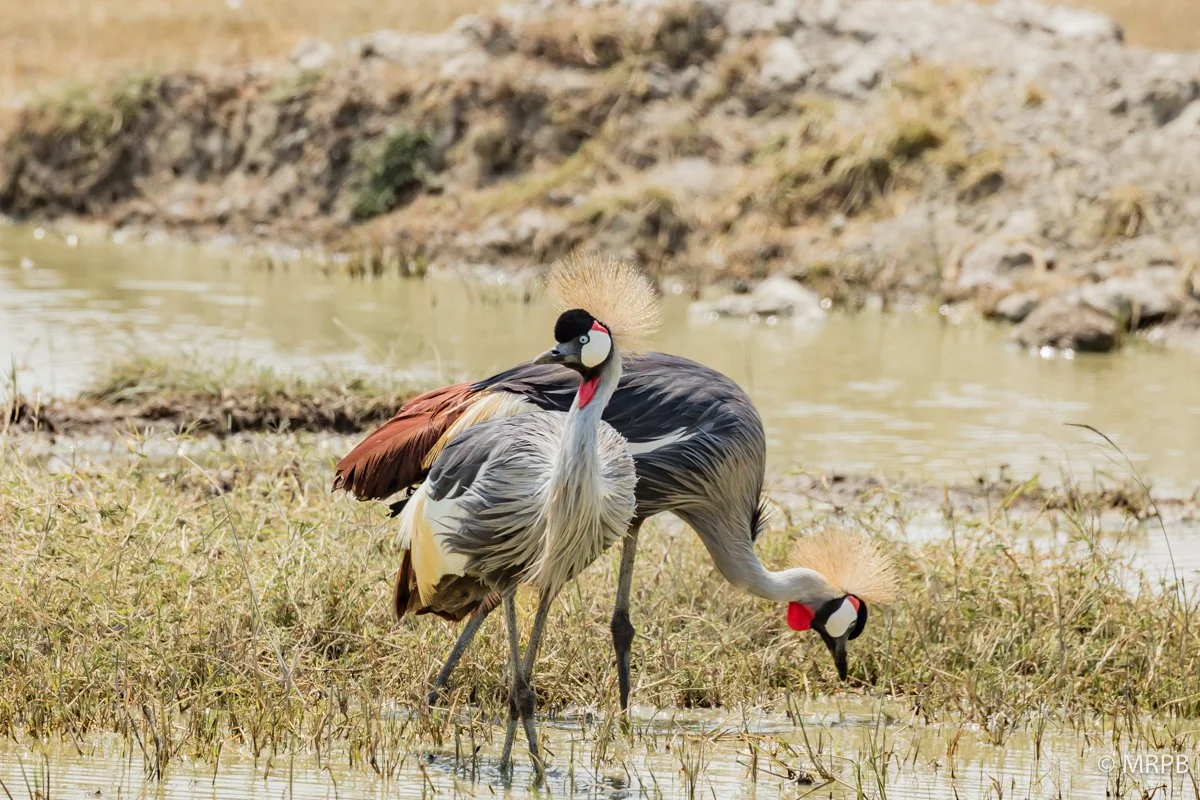 Tanzania_I7A0275