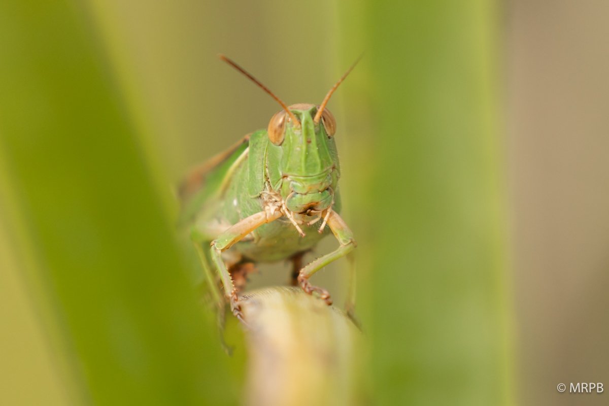Figueira da Foz__I8A6145