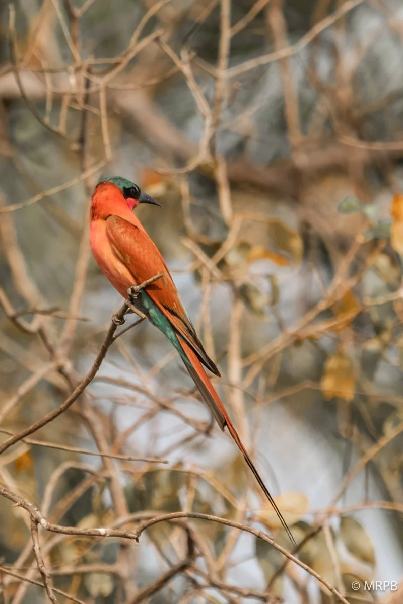 Botswana_I8A0589