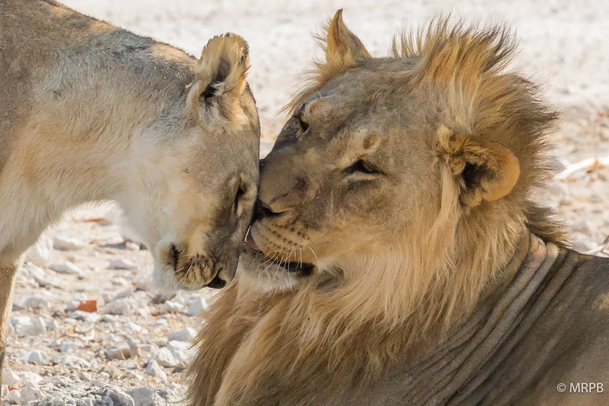 Etosha_Namibia_O0A6578