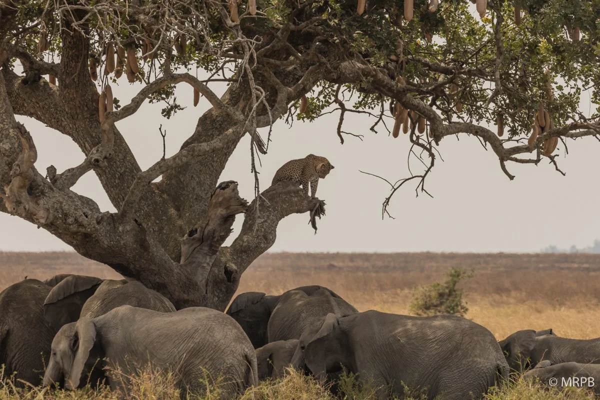 Seringeti_Tanzaina_I7A0352-2