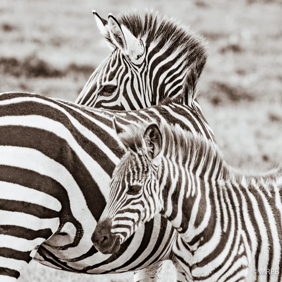 Seringti_Tanzania224A0705