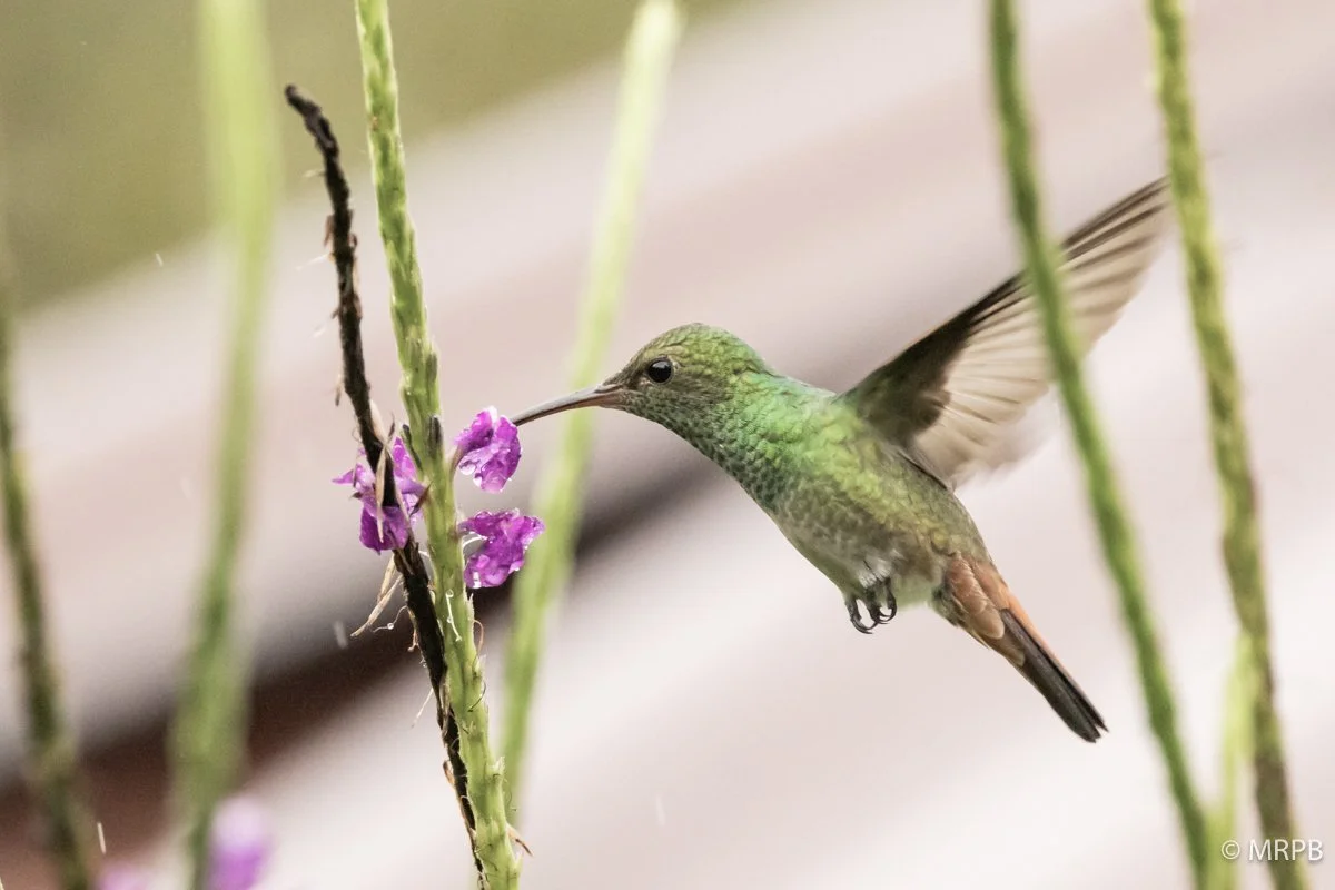 Costa Rica_224A2538