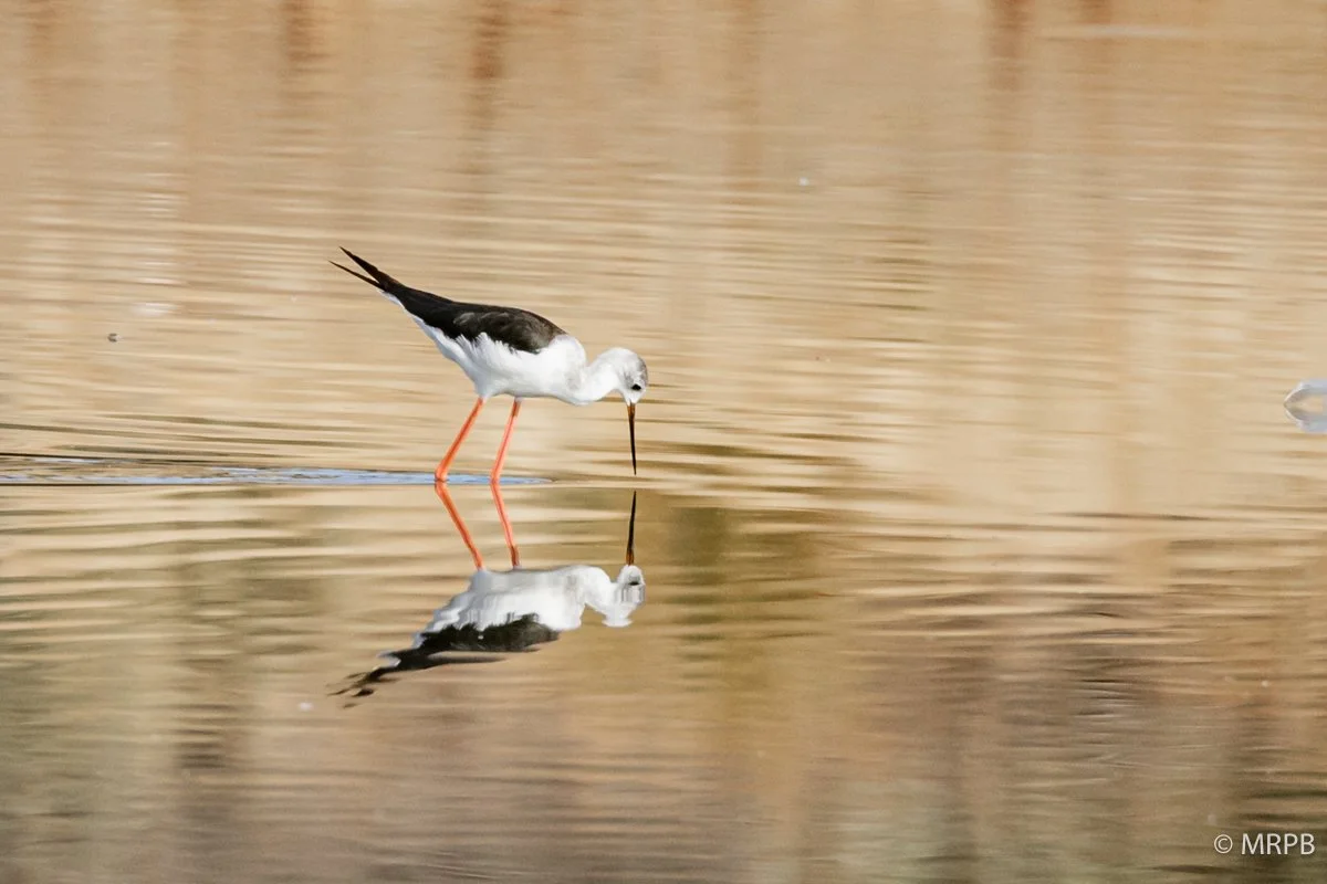 Esporão_Portugal_224A8968