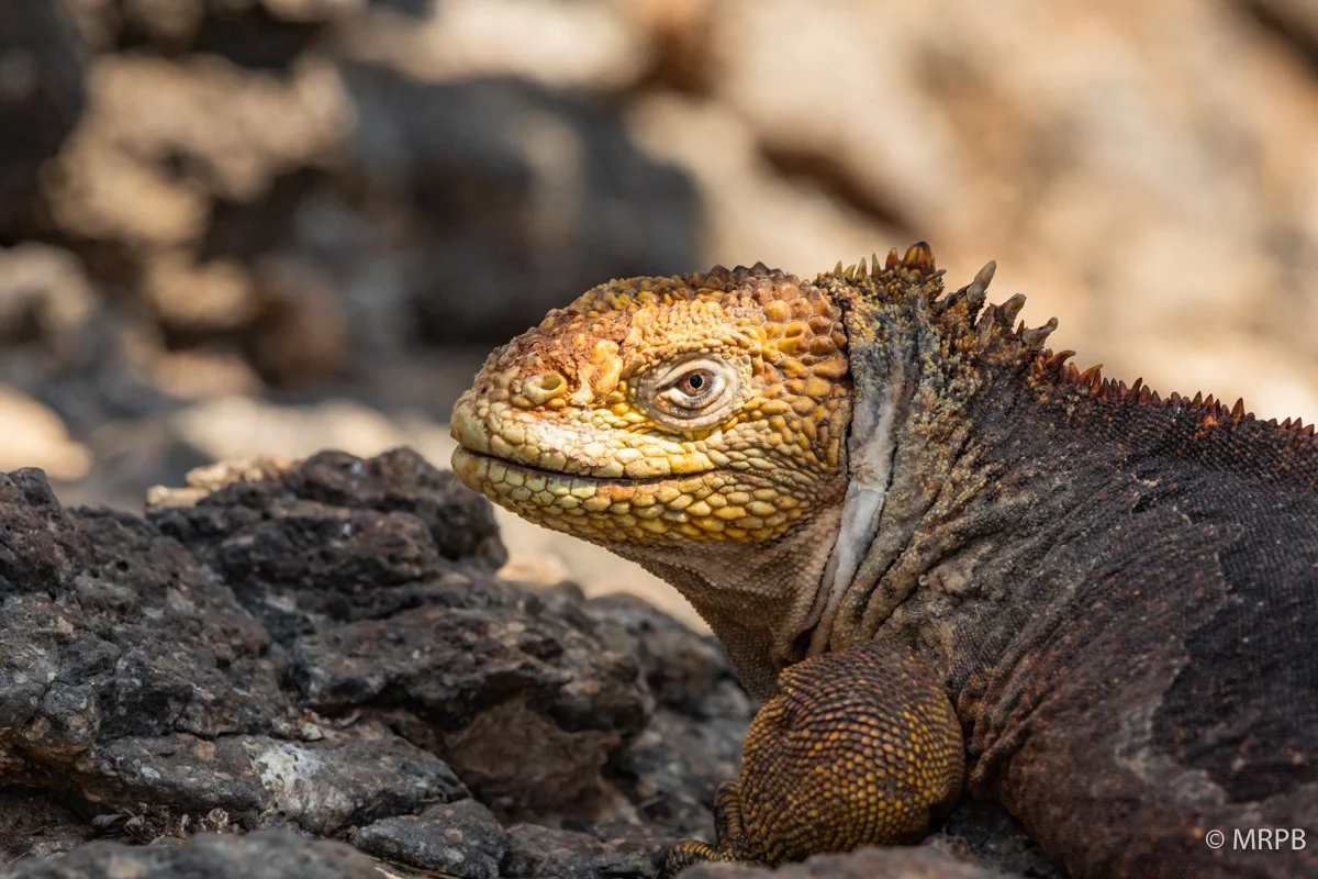 Galápagos_Equador_I8A0657