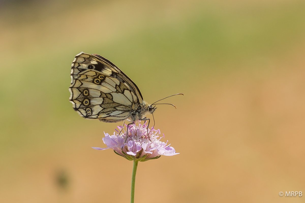 Provençe_França_O0A0547