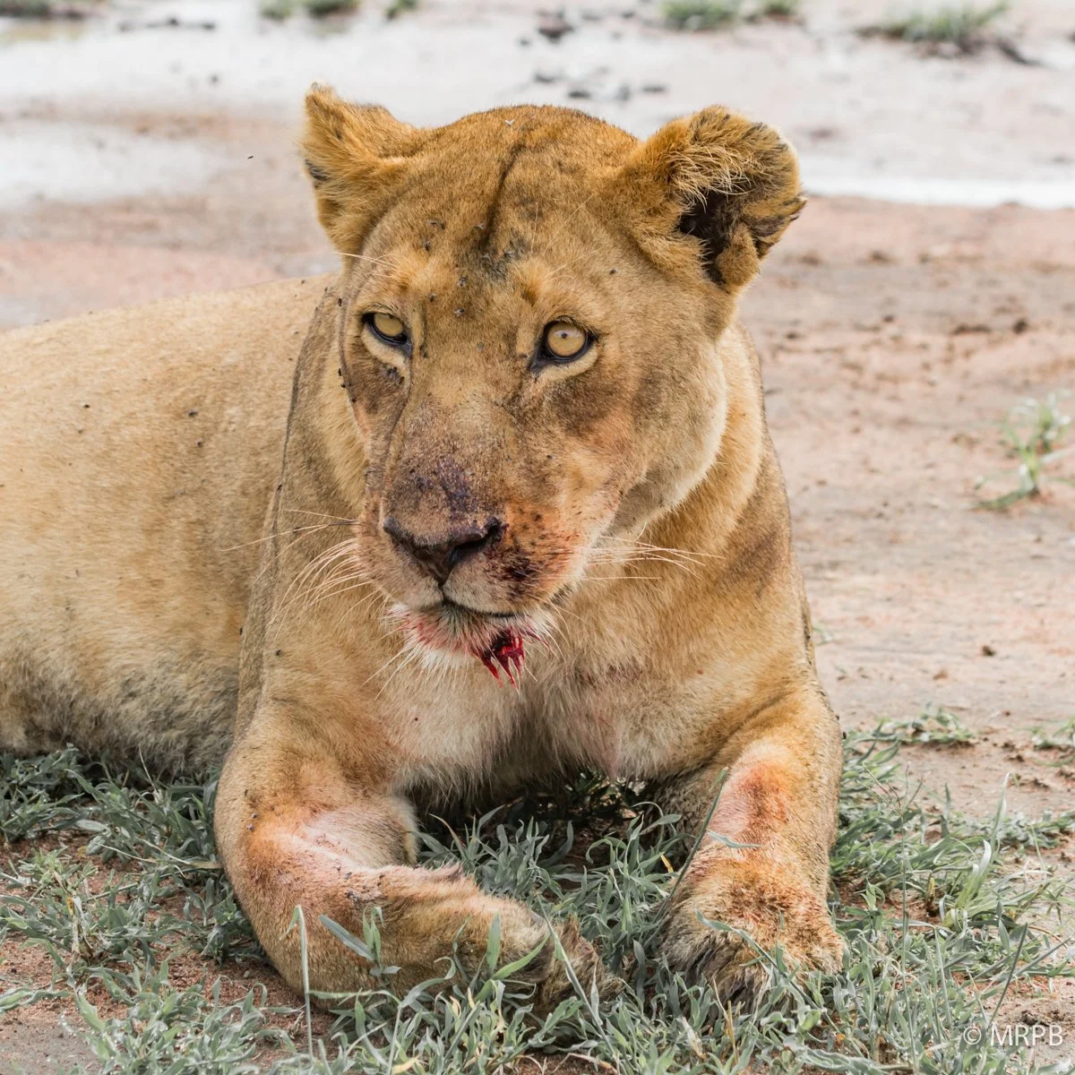 Seringeti_Tanzania_O0A4581