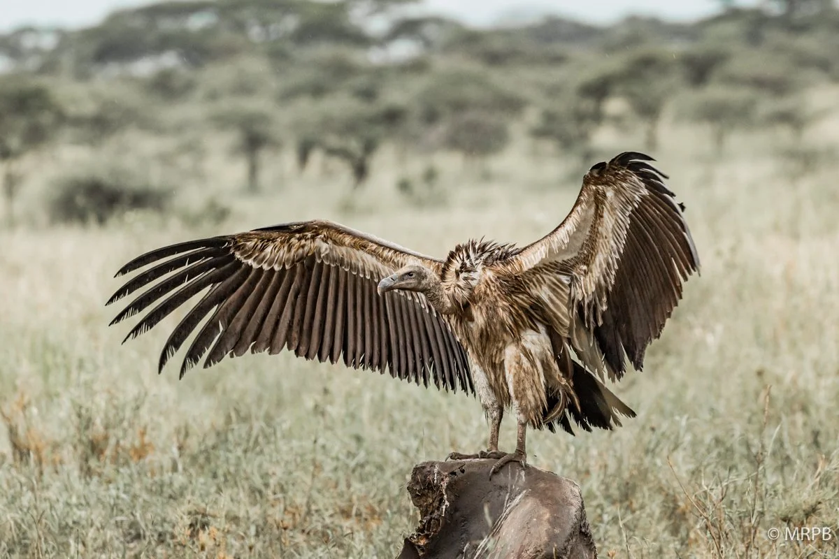 Tanzania_O0A4461