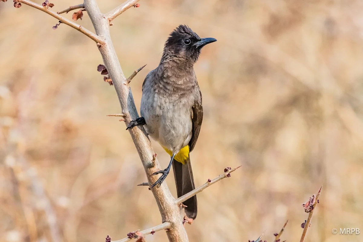 Tanzania_I7A9980