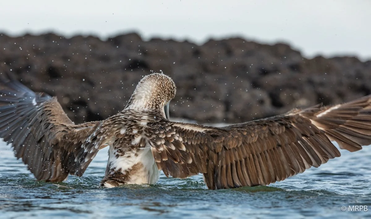 Galapagos_Equador_I8A0281