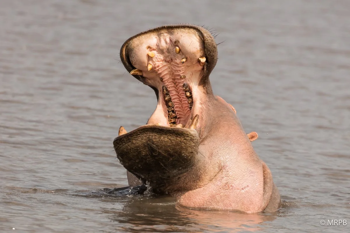 Seringeti_Tanzaina__I7A0566-2