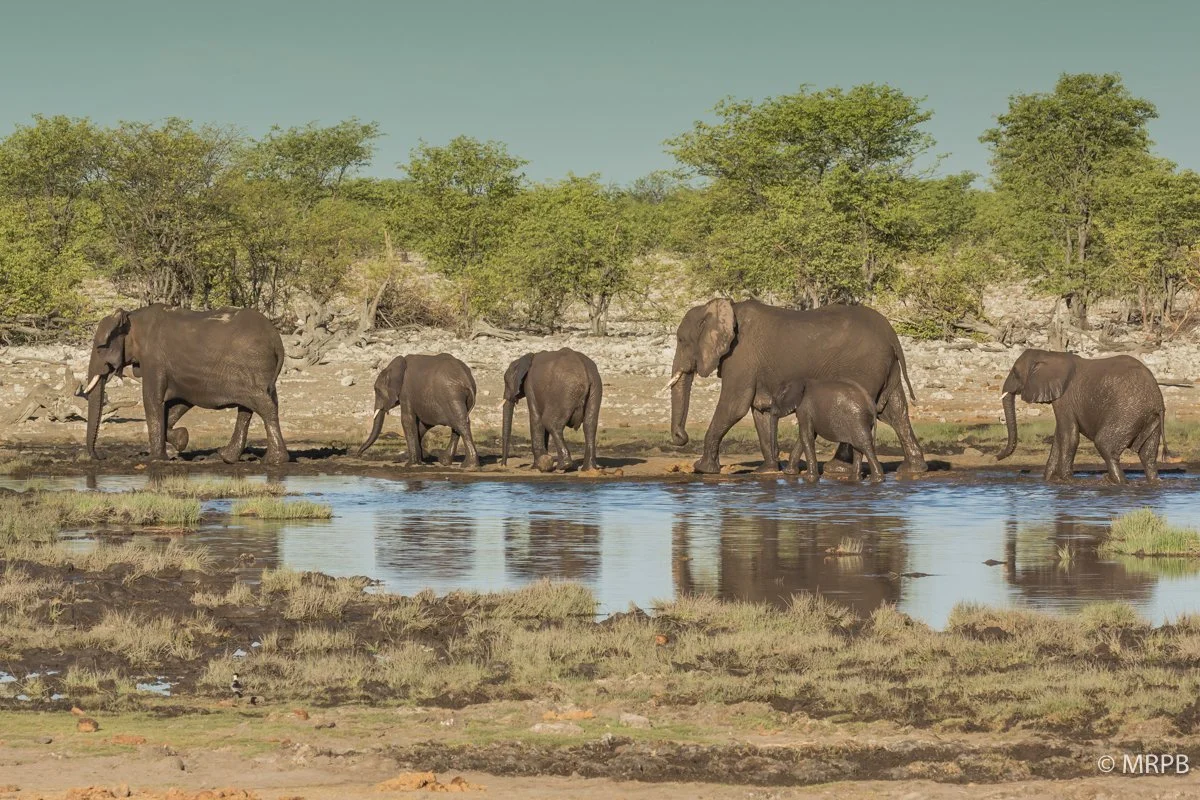 Etosha_Namibia_O0A7320
