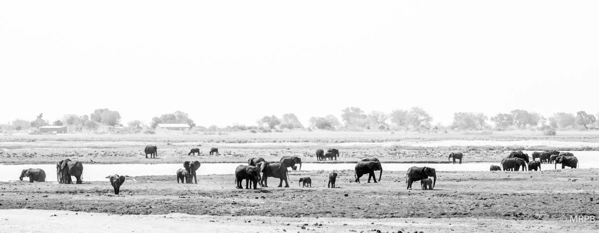 Botswana_I8A6633