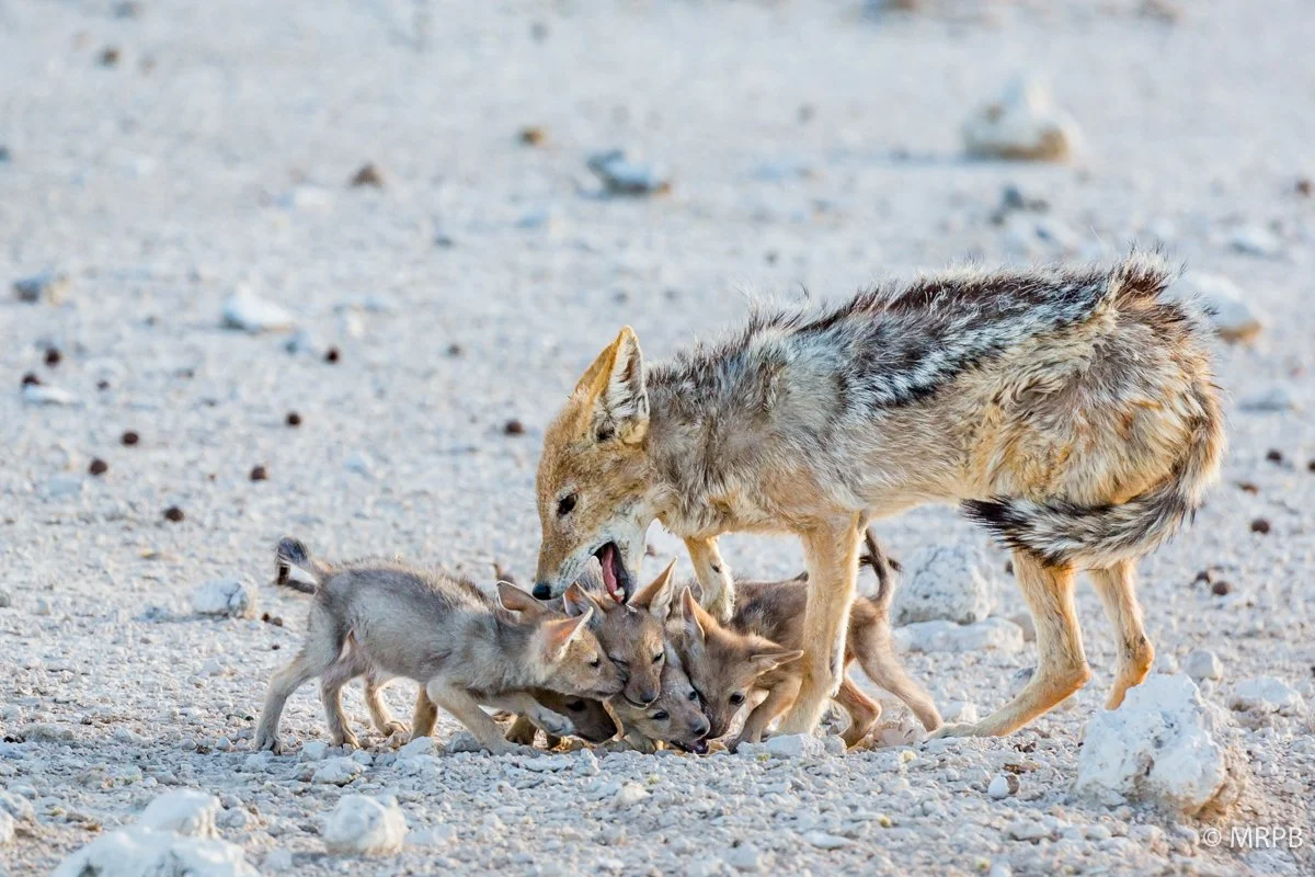 Etosha_Namibia_O0A5558
