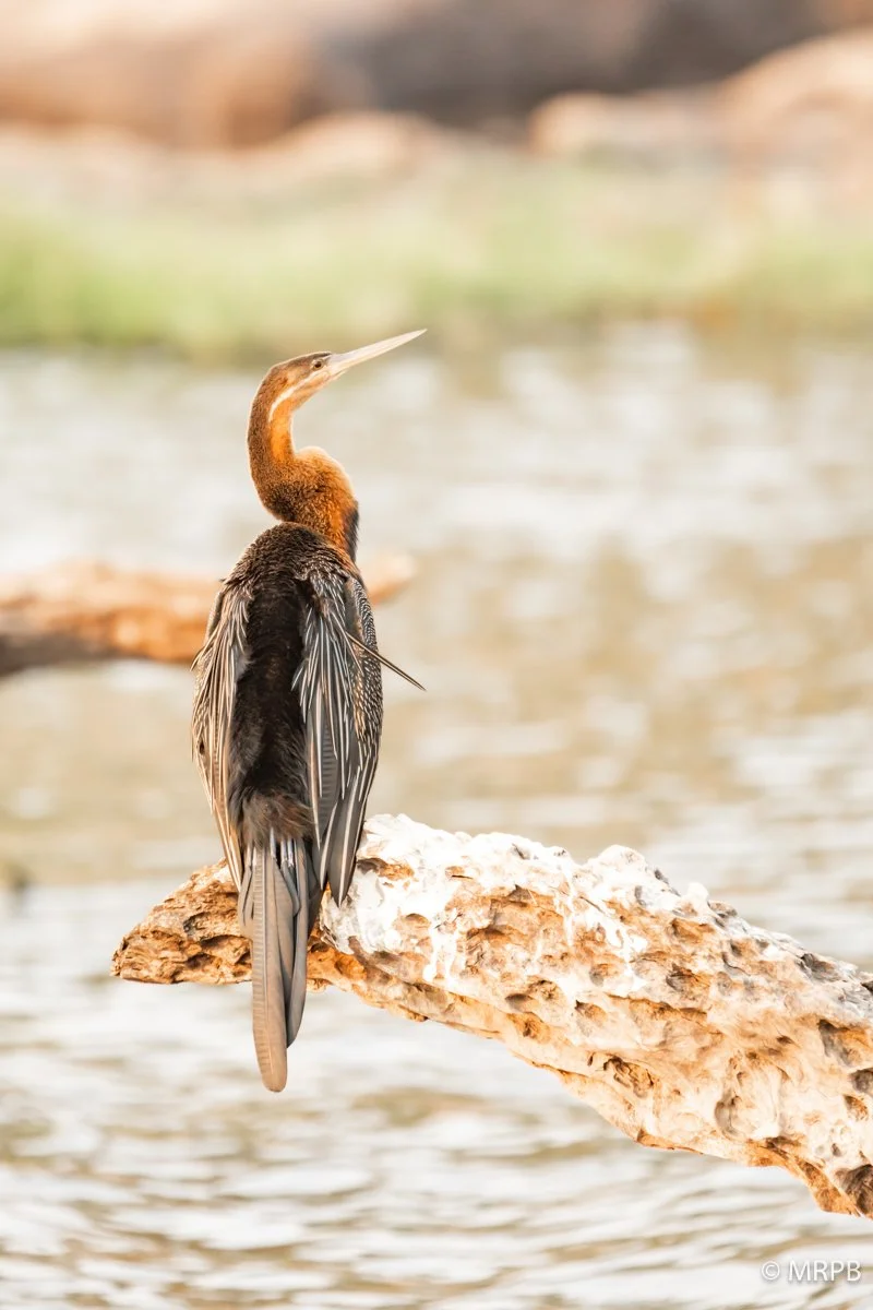 Botswana_I8A9213