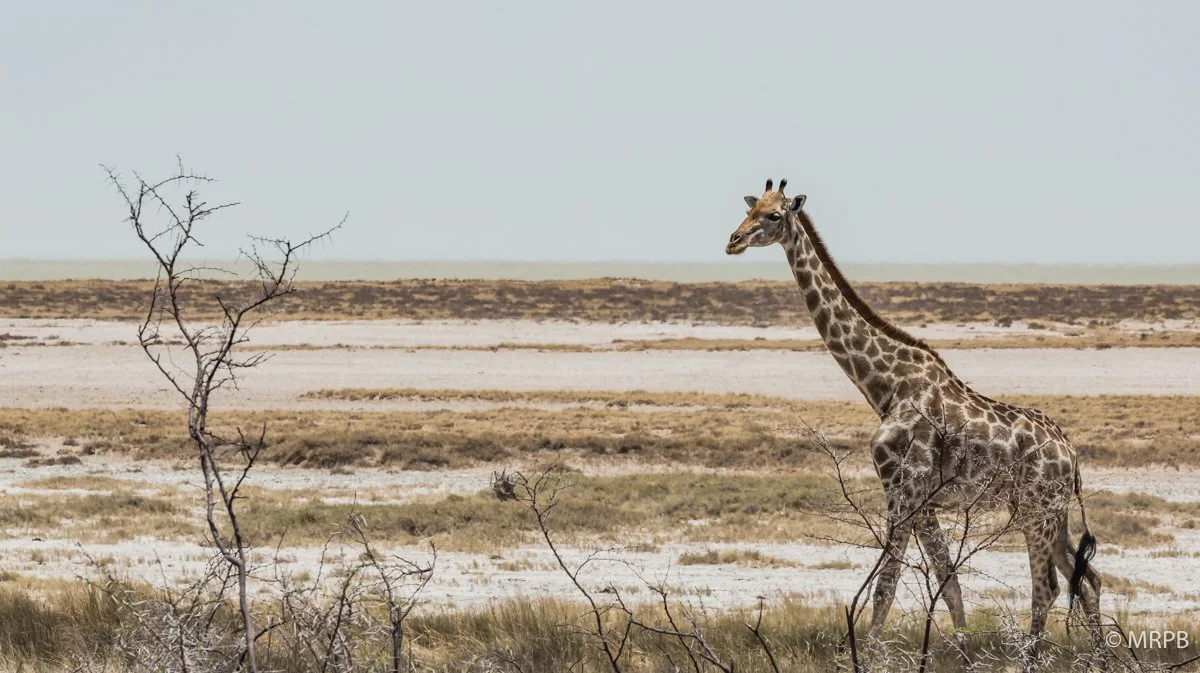 Etosha_Namibia_O0A7897