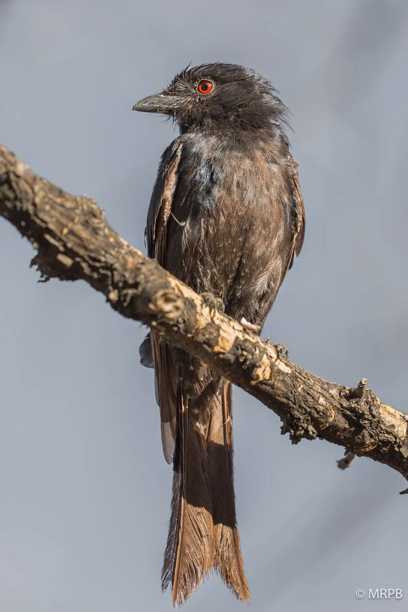 Namibia_O0A6981