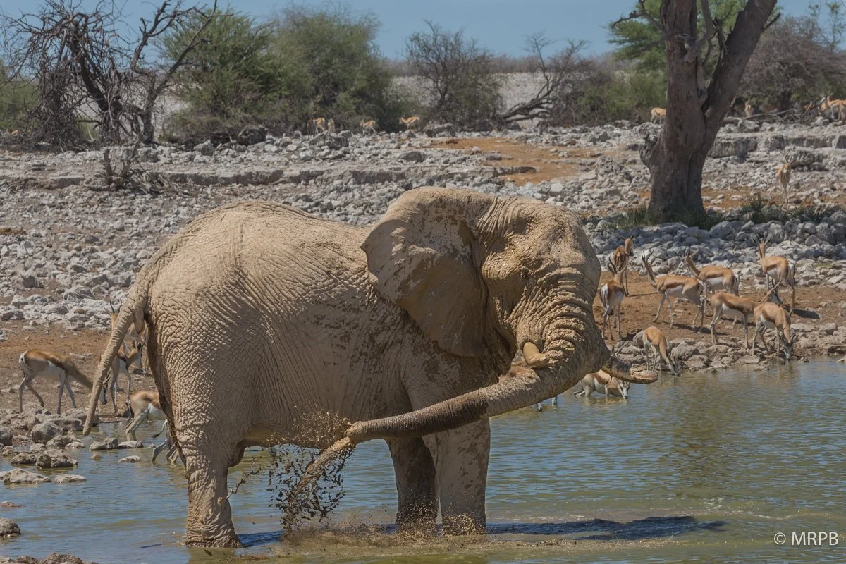 Etosha_Namibia_O0A6152