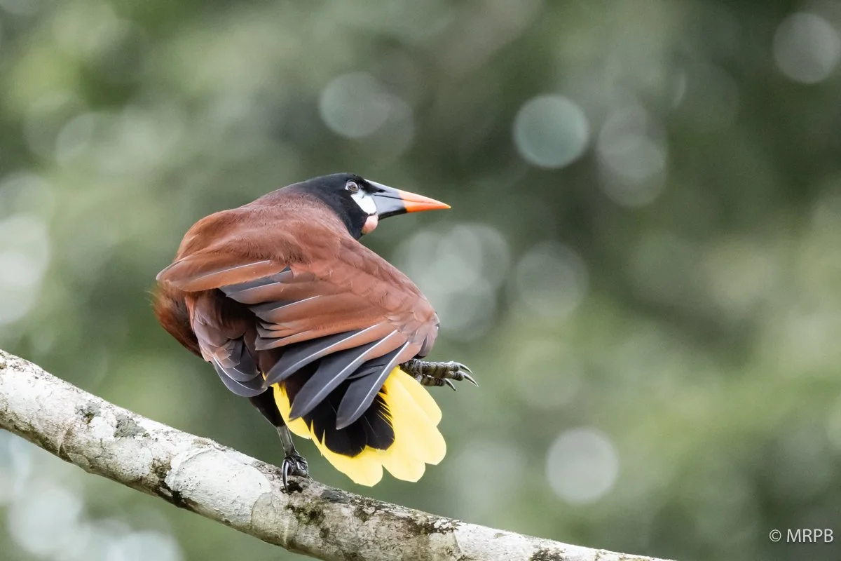 Costa Rica_224A1783