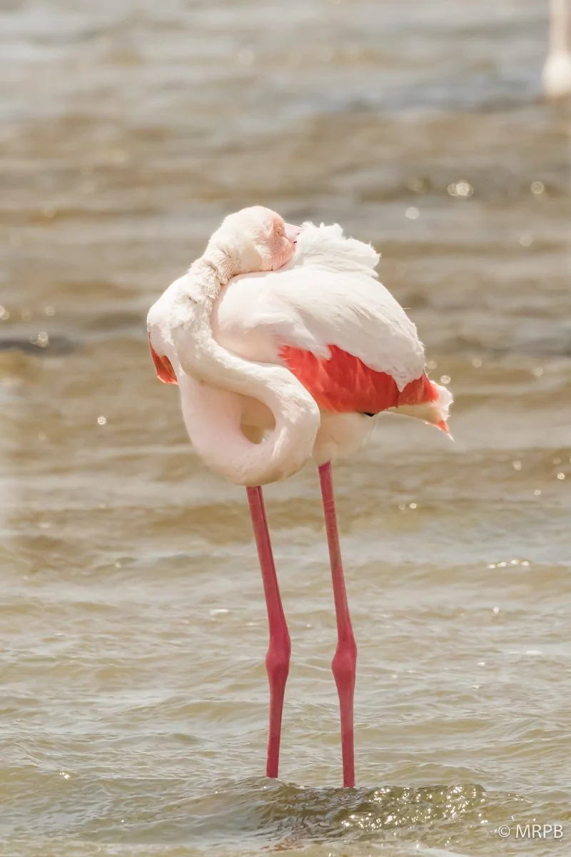 Namibia_130A1217