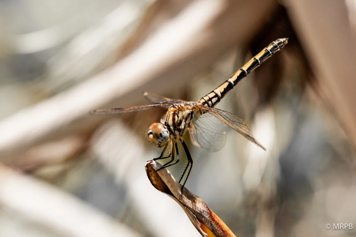 Tenerife_Espanha_224A5523