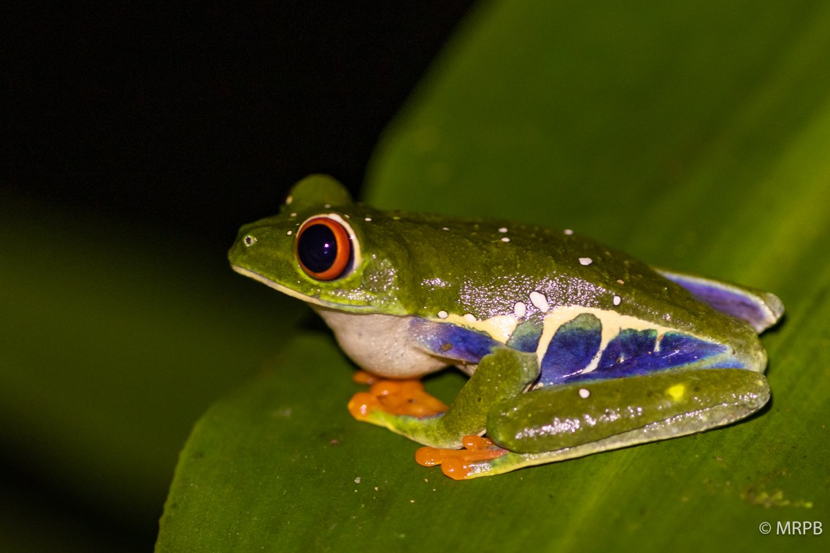 Costa Rica_224A4415
