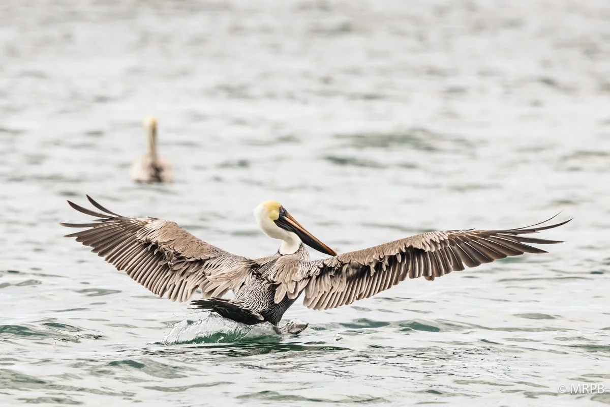 Galapagos_Equador_224A5533