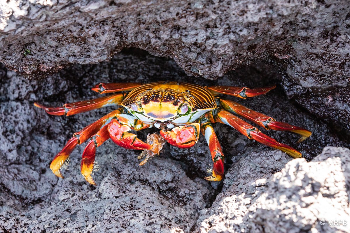 Galápagos_Equador_I8A2667