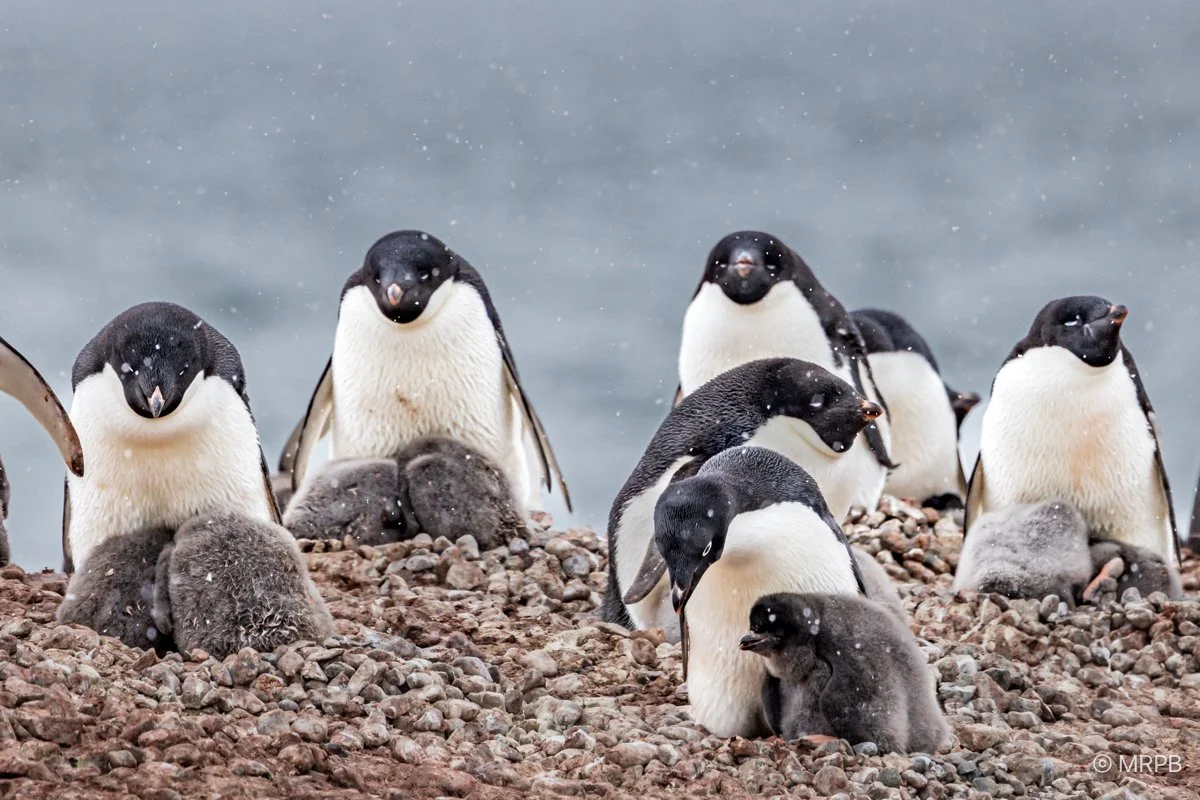 Antártida_224A0682-2