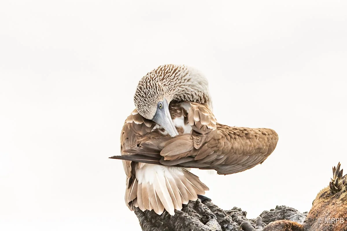 Galapagos_Equador_I8A2269