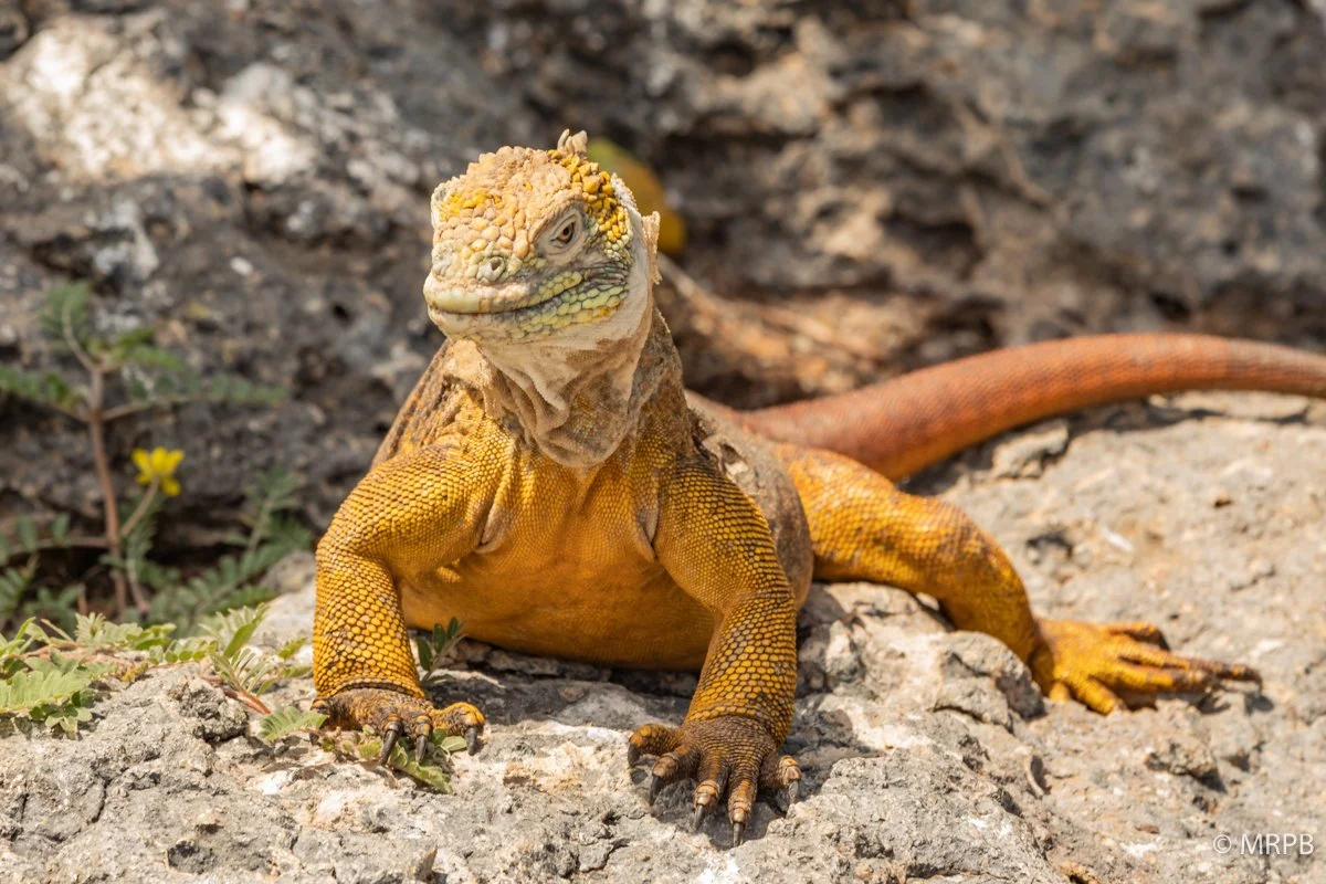 Galápagos_Equador_I8A0435