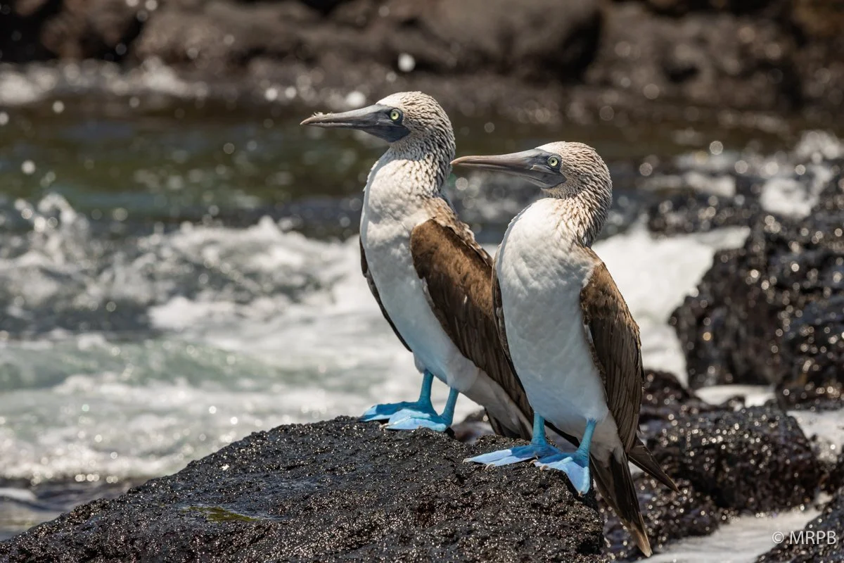 Galapagos_Equador_I8A1664